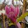 Magnolia `March Till Frost` (Magnolia)