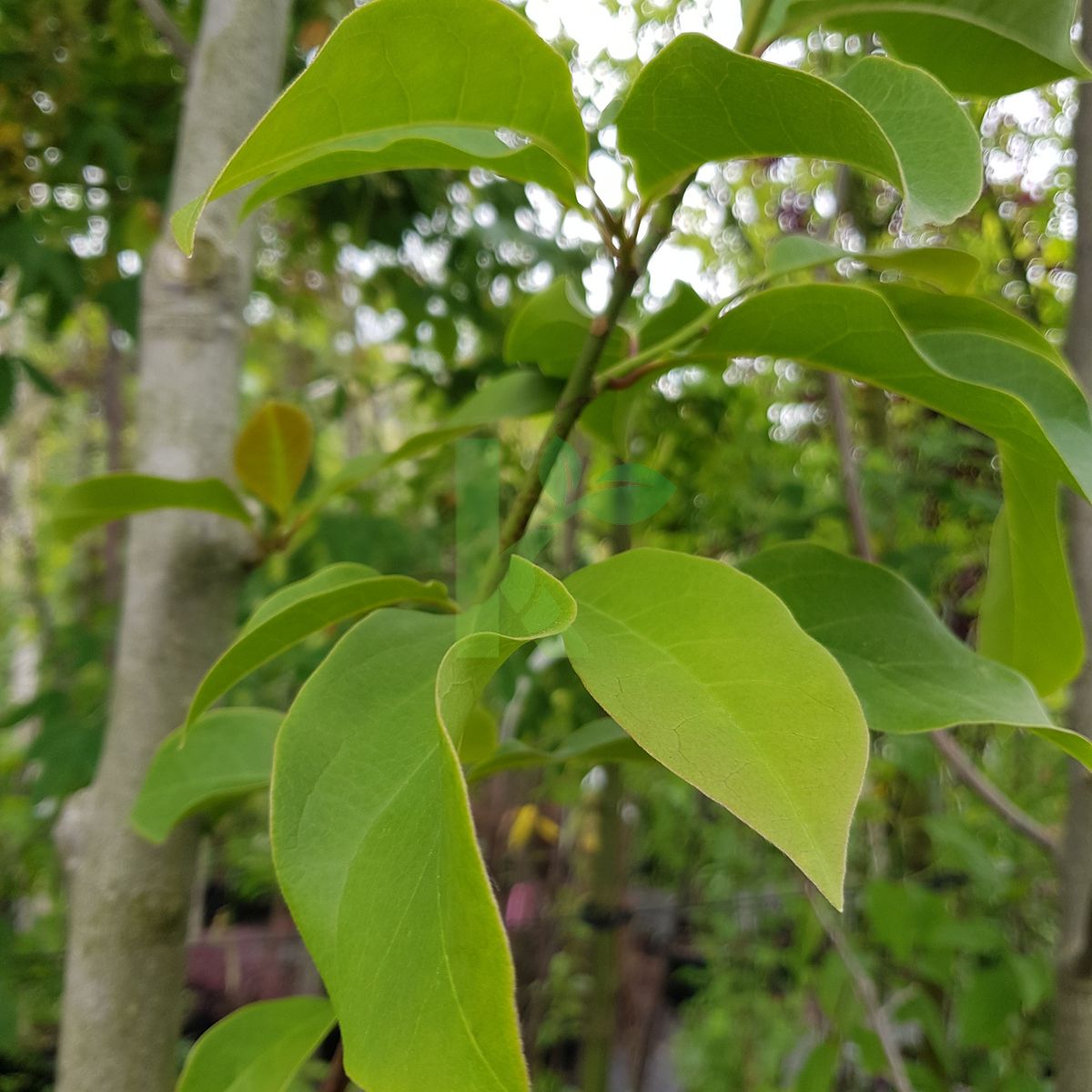 Magnolia `Spectrum` (Magnolia)