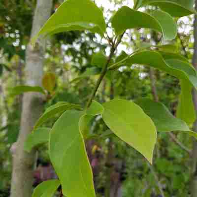 Magnolia `Spectrum` (Magnolia)