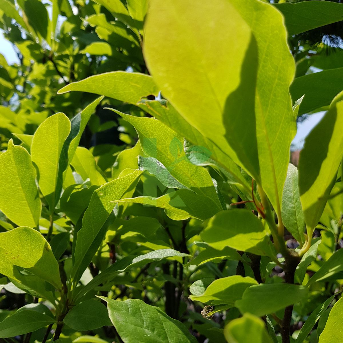 Magnolia `Susan` (Magnolia)