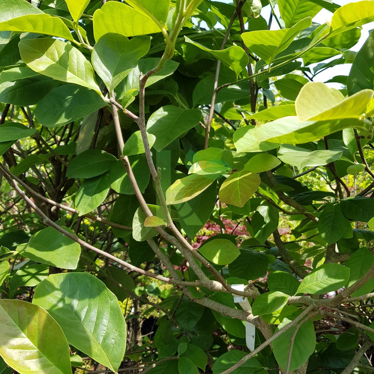 Magnolia denudata (Magnolia naga)