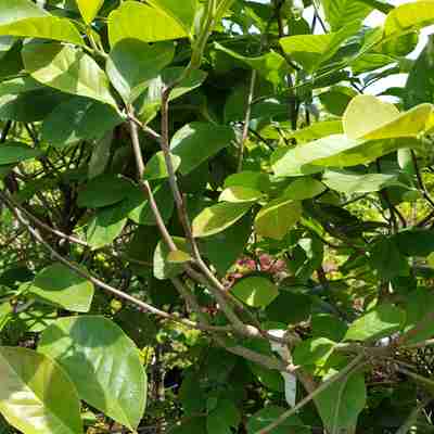 Magnolia denudata (Magnolia naga)
