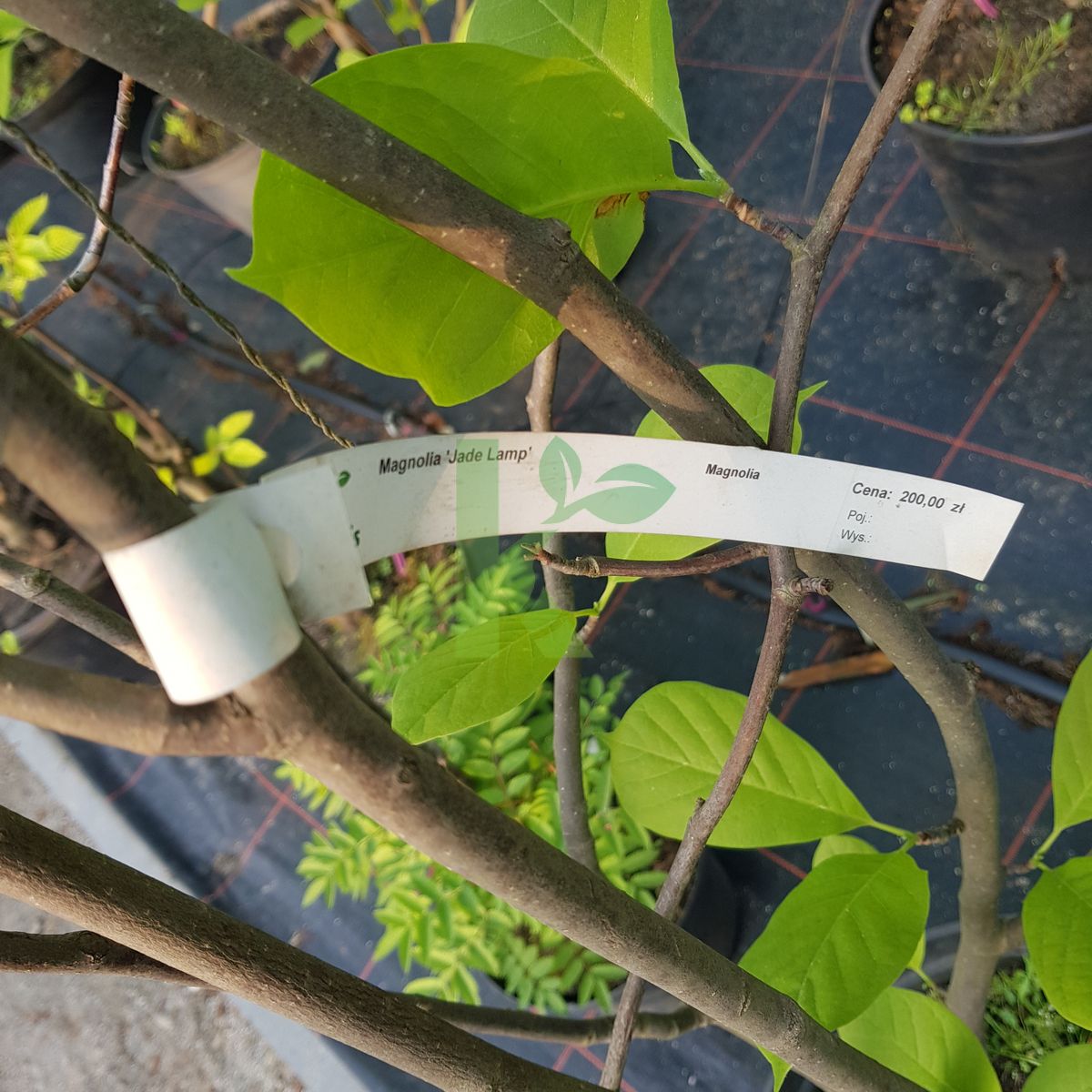 Magnolia denudata `Jade Lamp` (Magnolia naga)