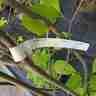 Magnolia denudata `Jade Lamp` (Magnolia naga)