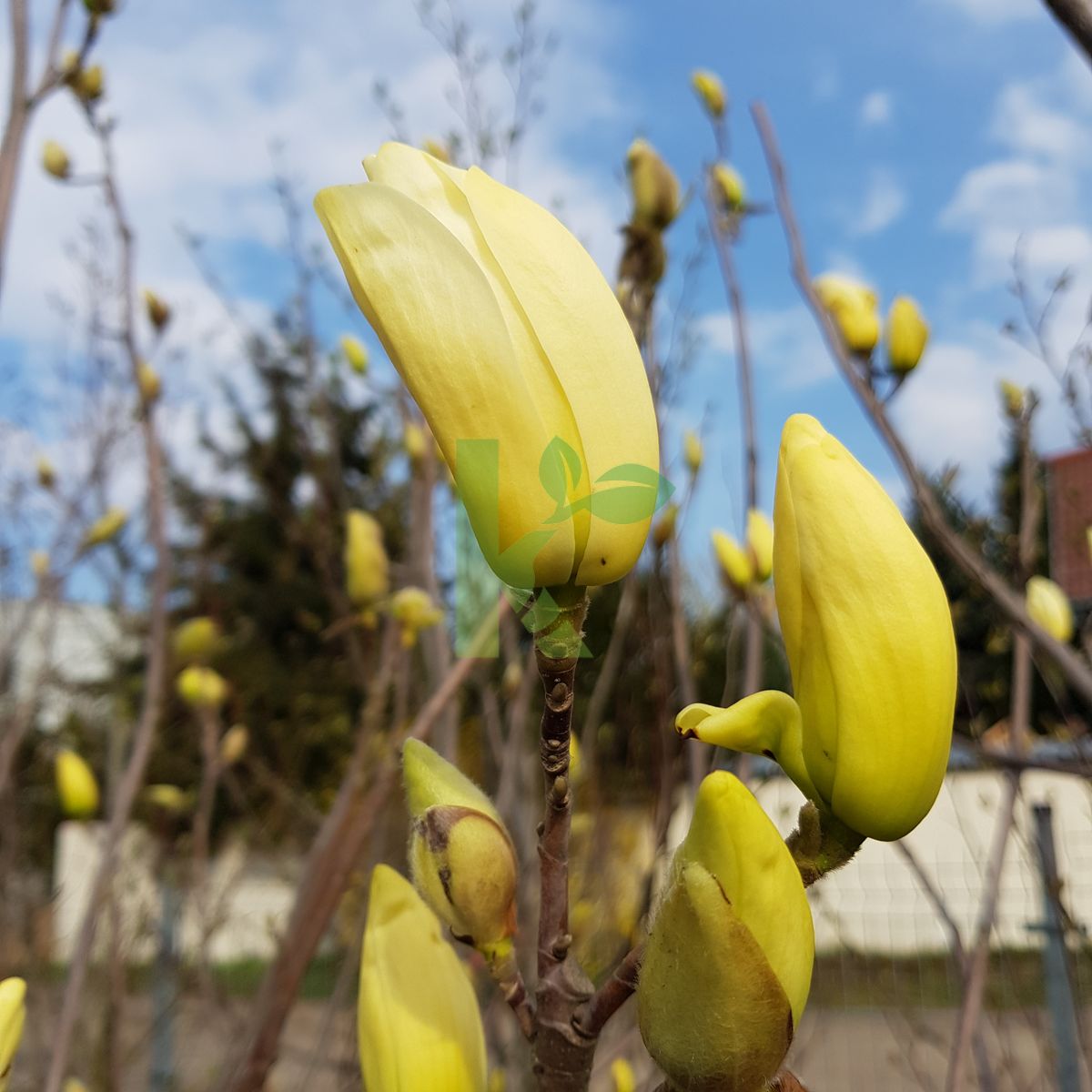 Magnolia denudata `Yellow River` (Magnolia naga)