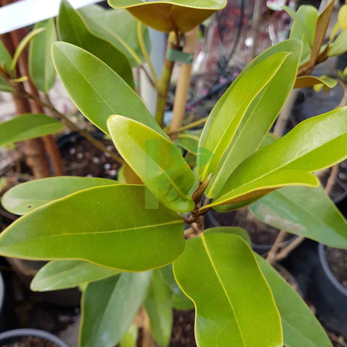 Magnolia grandiflora `Alta` (Magnolia wielkokwiatowa)