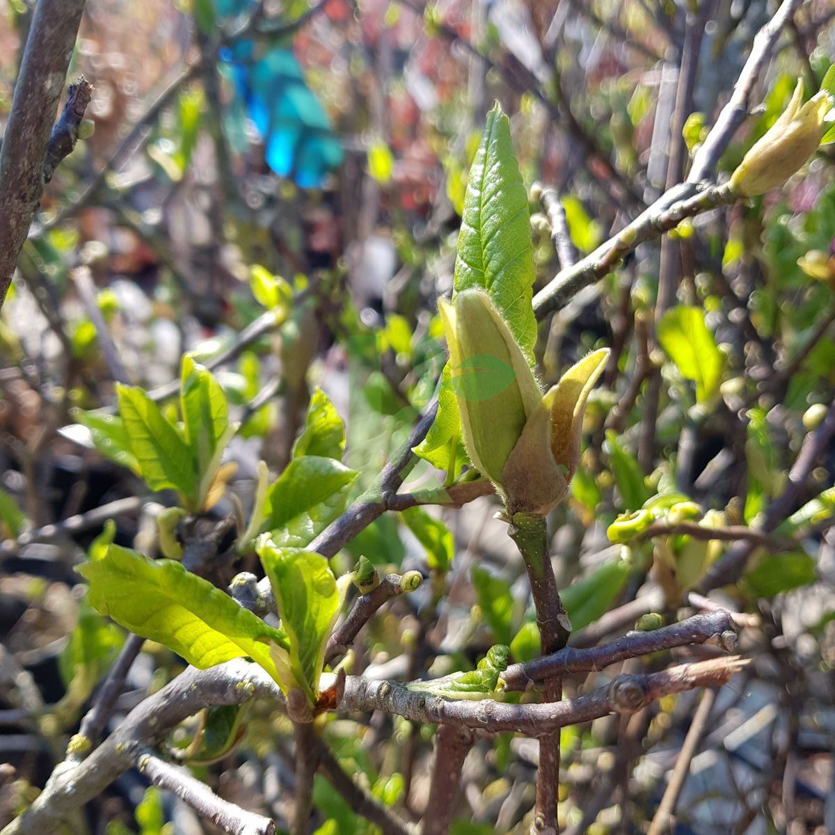 Magnolia liliiflora `Nigra` (Magnolia pośrednia)