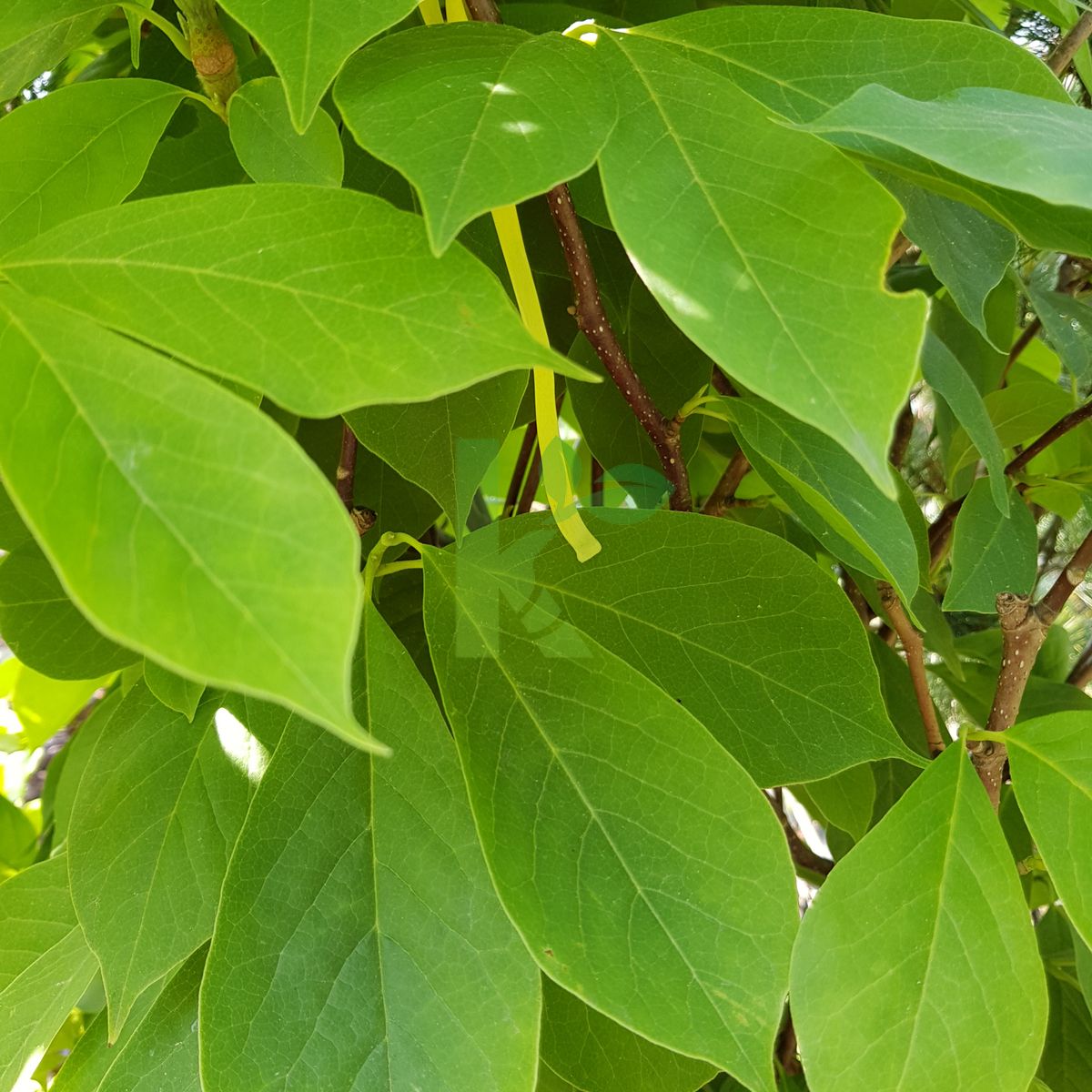 Magnolia soulangeana (Magnolia Soulange'a)