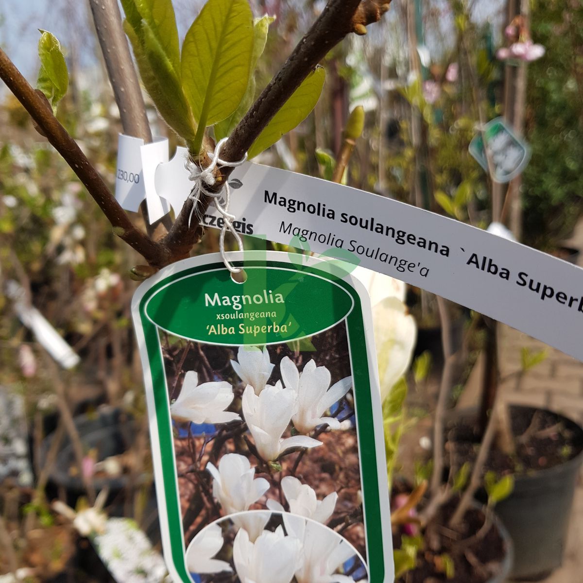 Magnolia soulangeana `Alba Superba` (Magnolia Soulange'a)