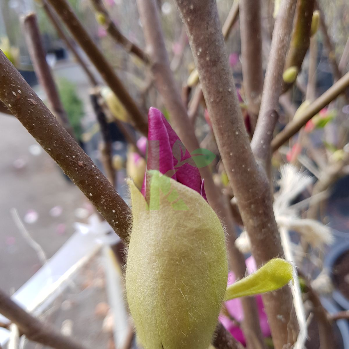 Magnolia soulangeana `Lennei Alba` (Magnolia Soulange'a)