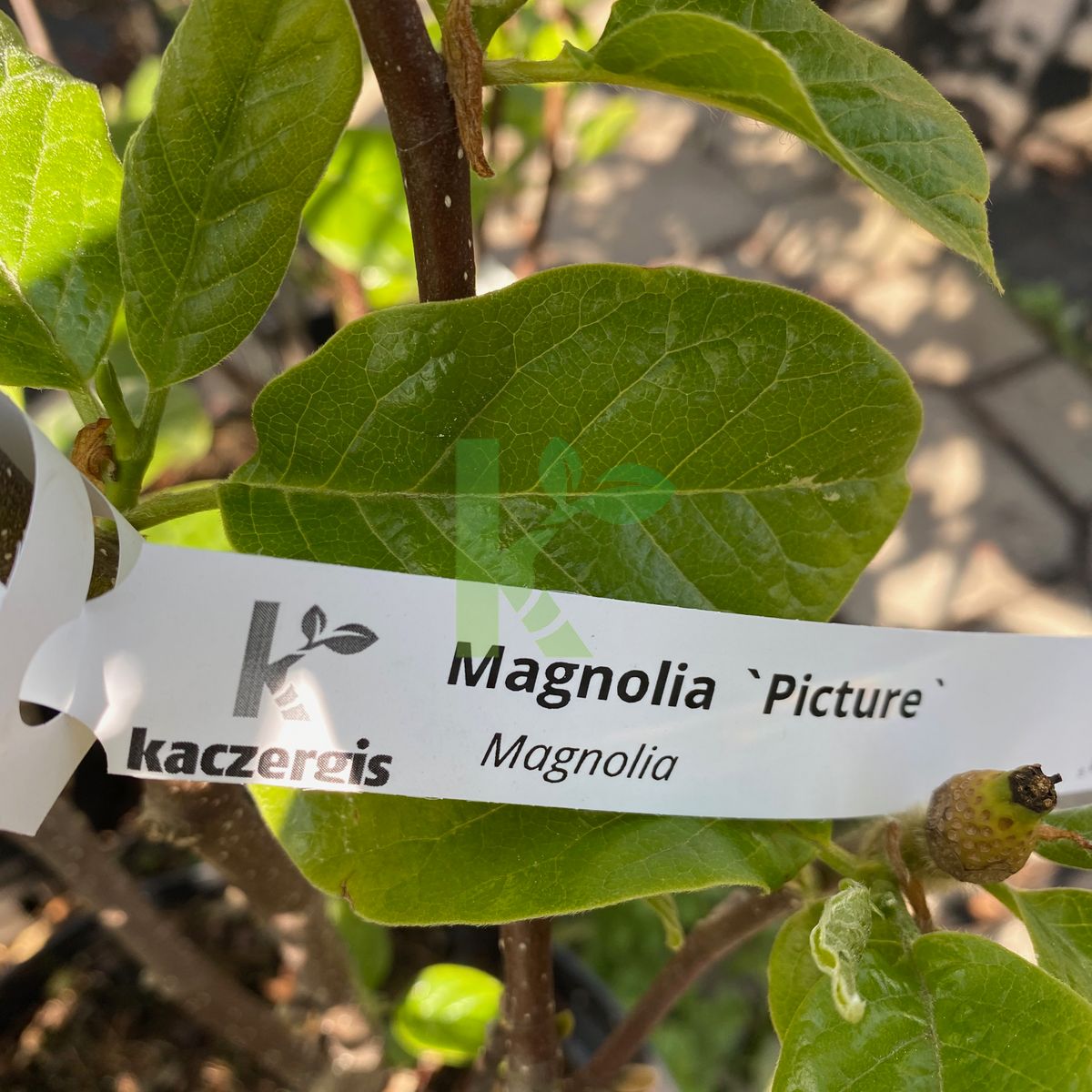 Magnolia soulangeana `Picture` (Magnolia pośrednia)