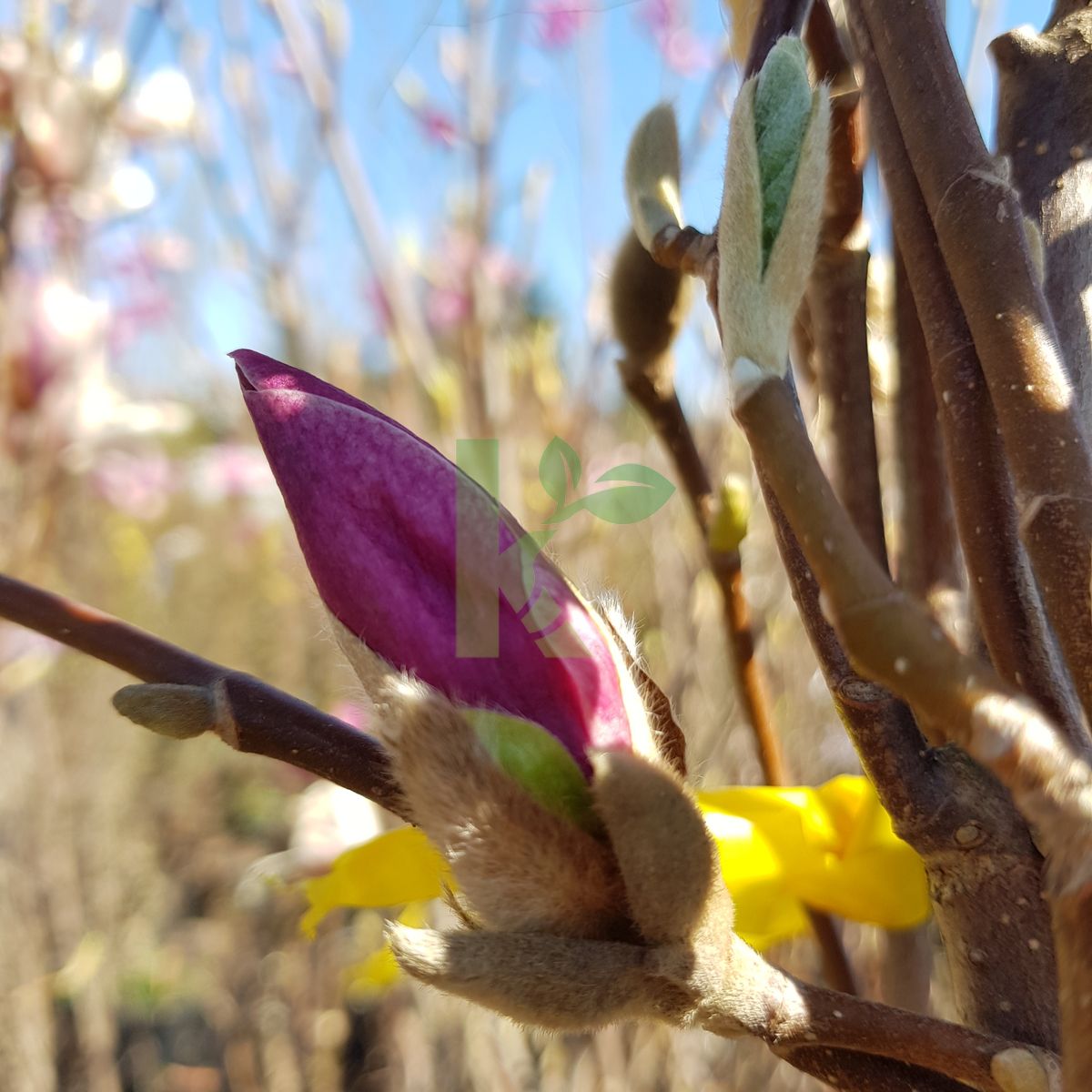 Magnolia soulangeana `Rustica Rubra` (Magnolia Soulange'a)