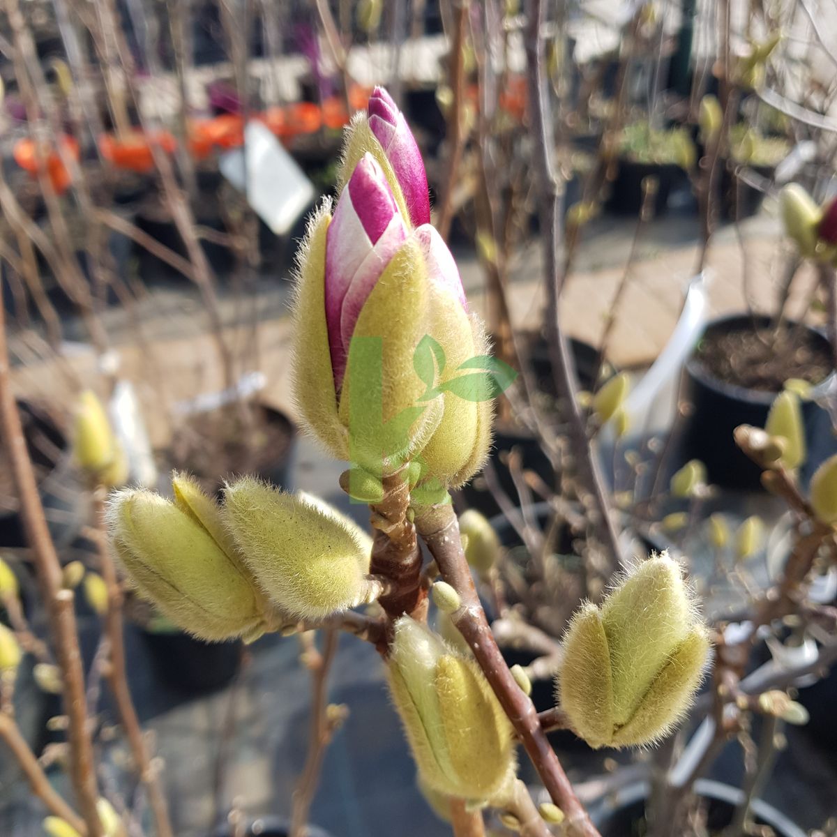 Magnolia soulangeana `Satisfaction` (Magnolia Soulange'a)