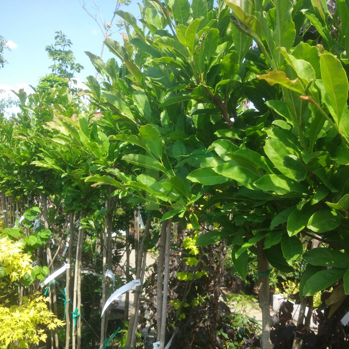 Magnolia stellata (Magnolia gwiaździsta)