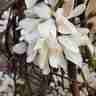 Magnolia stellata `Rosea` (Magnolia gwiaździsta)