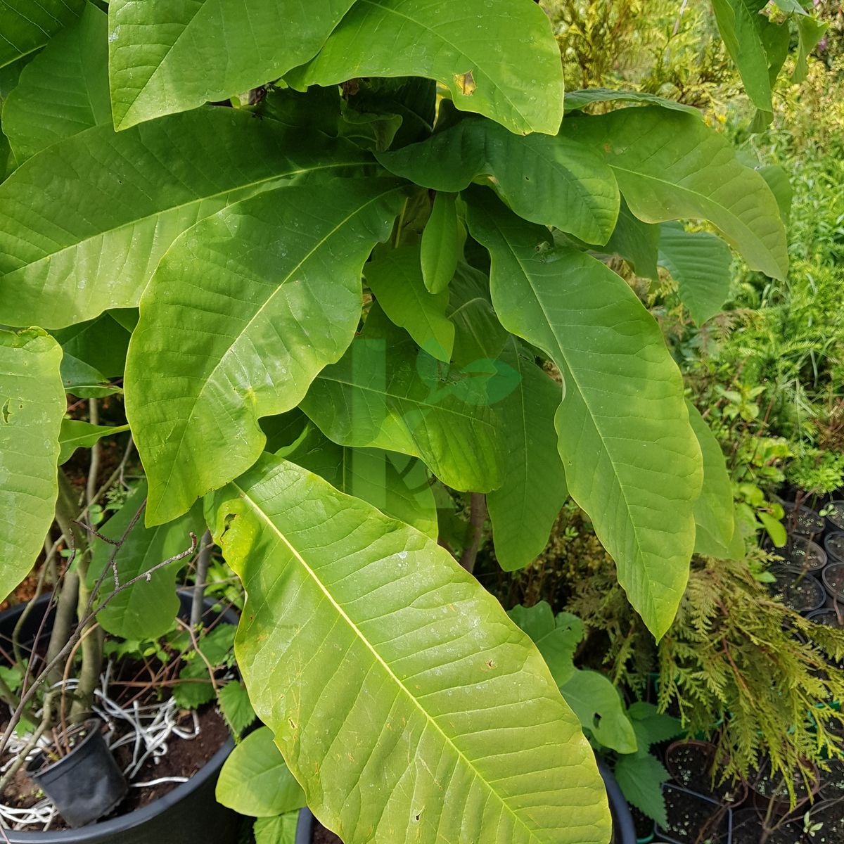 Magnolia tripetala (Magnolia parasolowata)