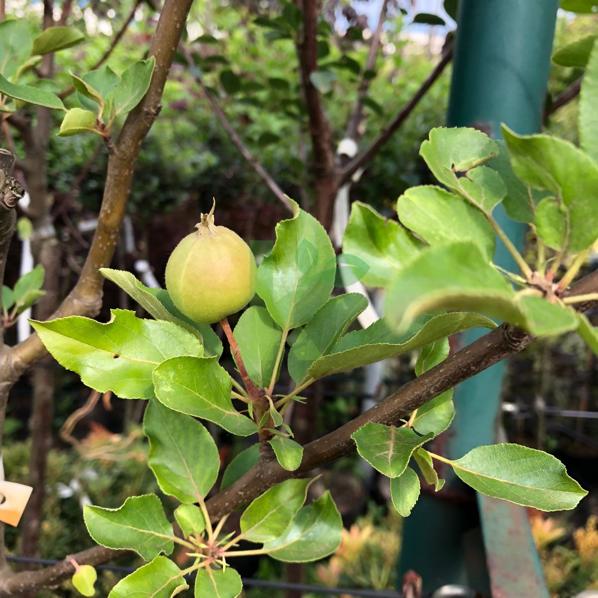 Malus domestica `Gala Must` (Jabłoń domowa)