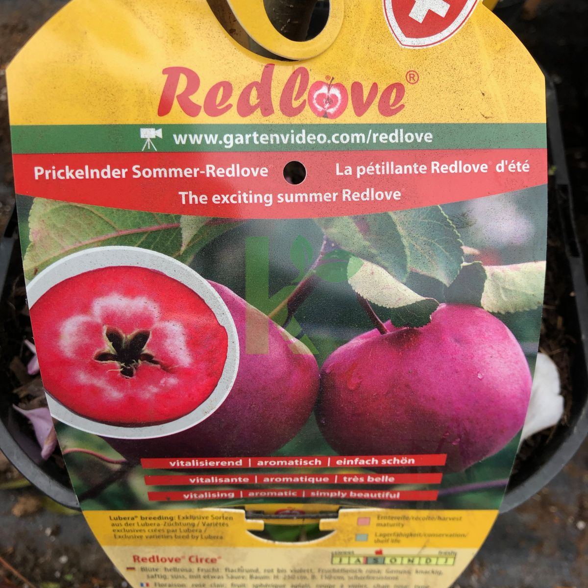 Malus domestica `Redlove Circe` (Jabłoń domowa)