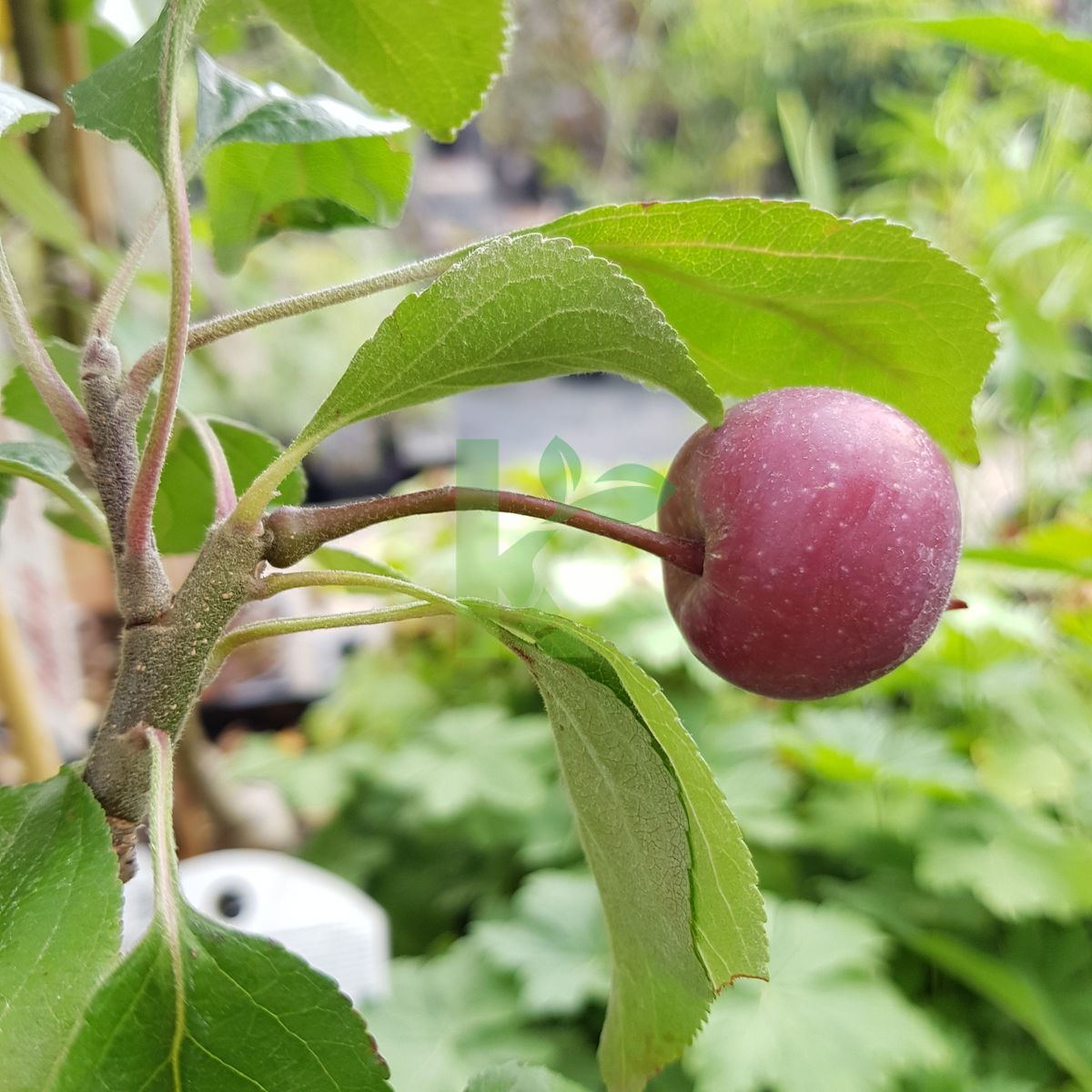 Malus domestica `Redlove Era` (Jabłoń domowa)