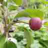 Malus domestica `Redlove Era` (Jabłoń domowa)