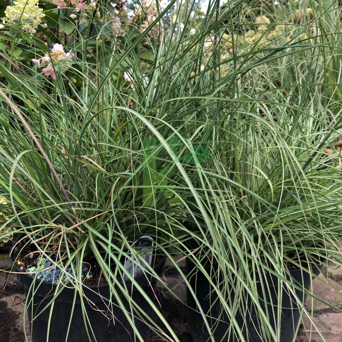 Miscanthus sinensis `Adagio` (Miskant chiński)