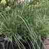 Miscanthus sinensis `Adagio` (Miskant chiński)