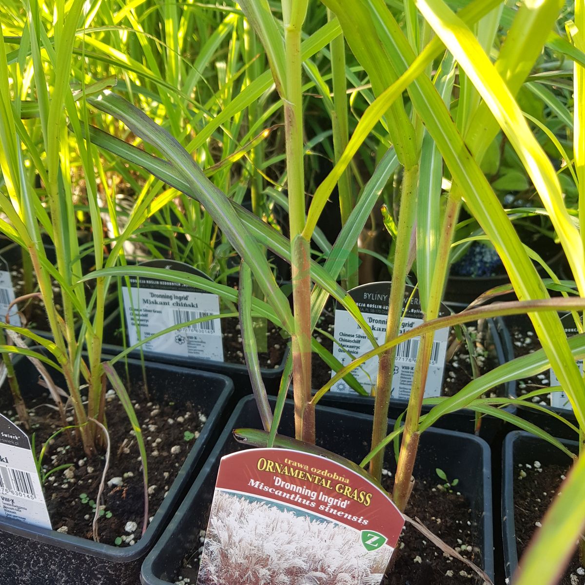 Miscanthus sinensis `Dronning Ingrid` (Miskant chiński)