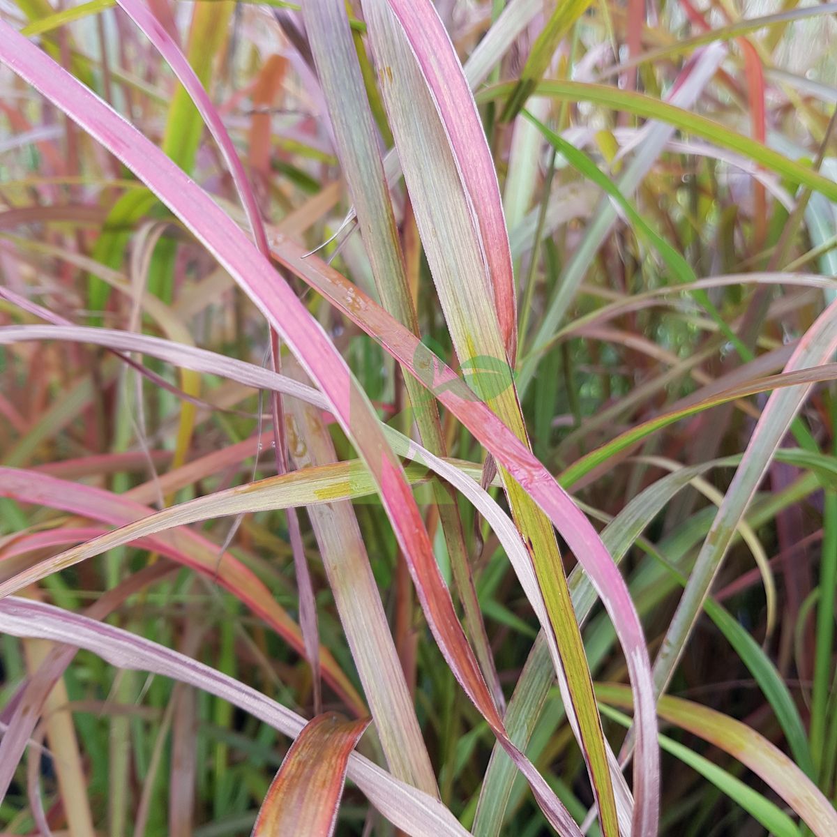 Miscanthus sinensis `Ghana` (Miskant chiński)