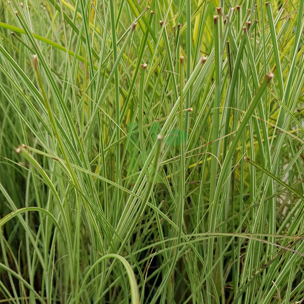 Miscanthus sinensis `Morning Light` (Miskant chiński)