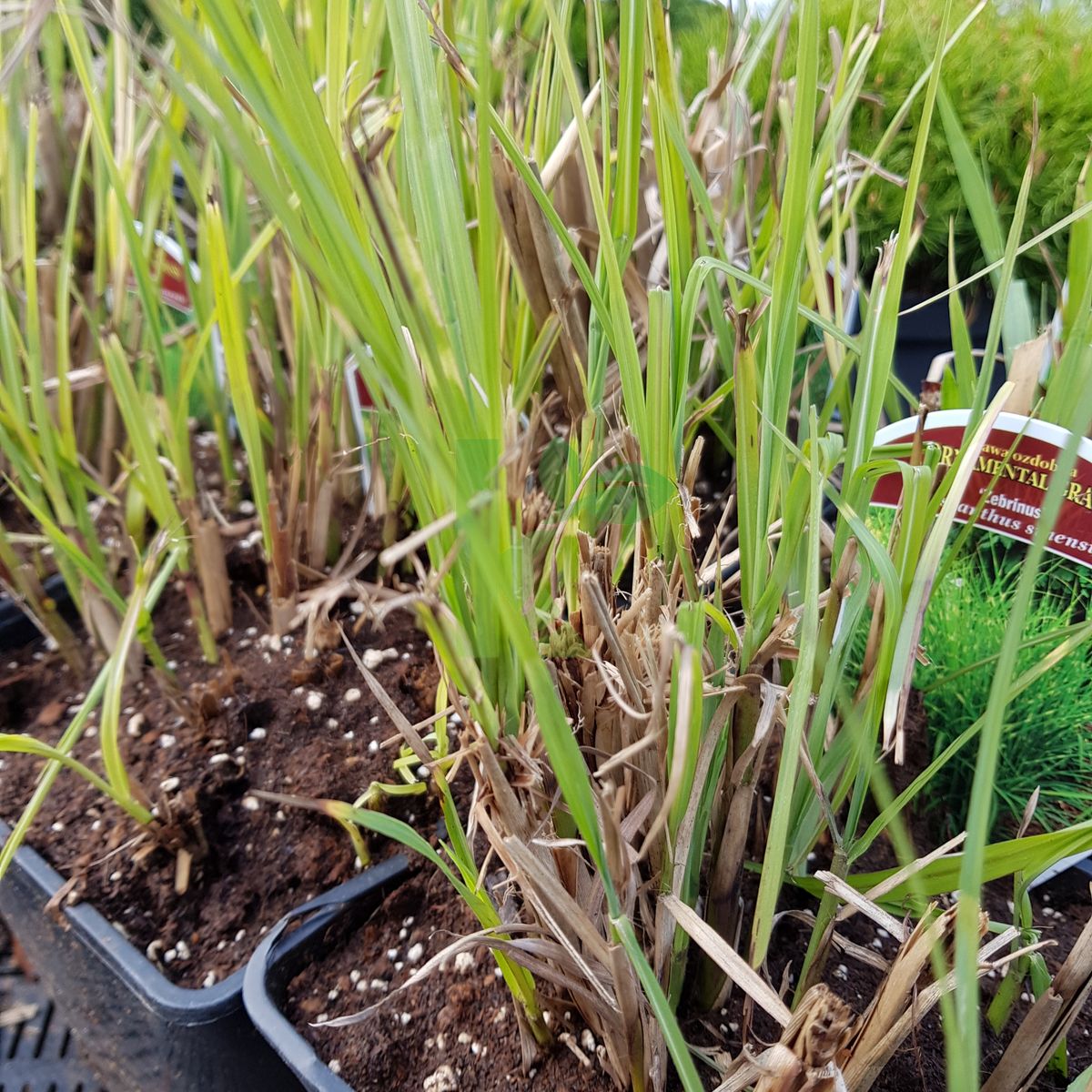 Miscanthus sinensis `Zebrinus` (Miskant chiński)