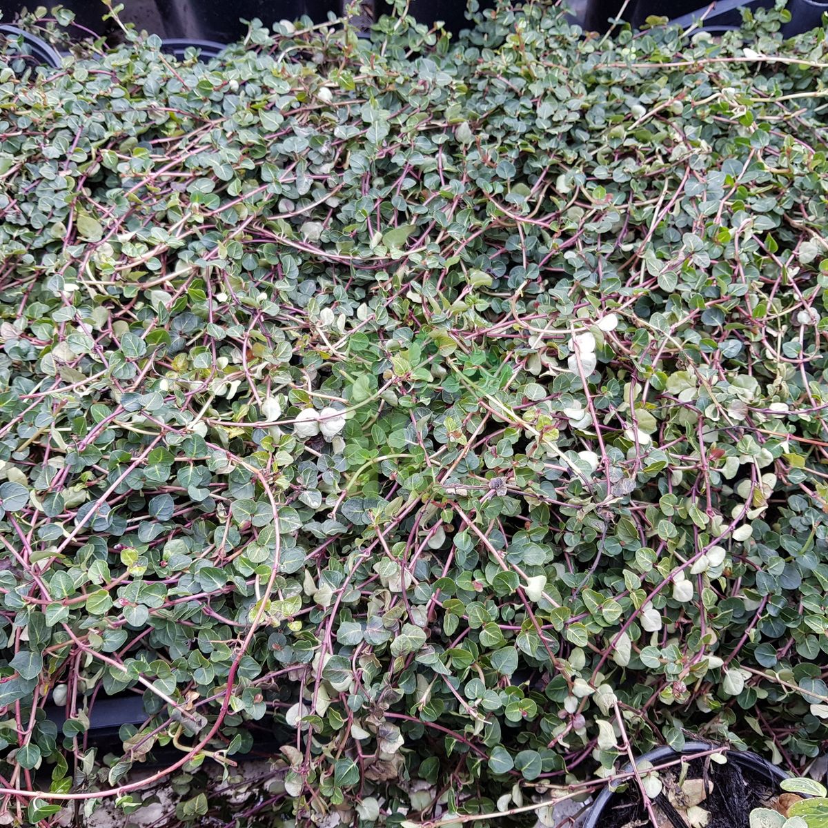 Mitchella repens (Mitchella płożąca)