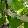 Morus alba `Pendula` (Morwa biała)