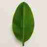 Musa acuminata `Tropicana` (Bananowiec)