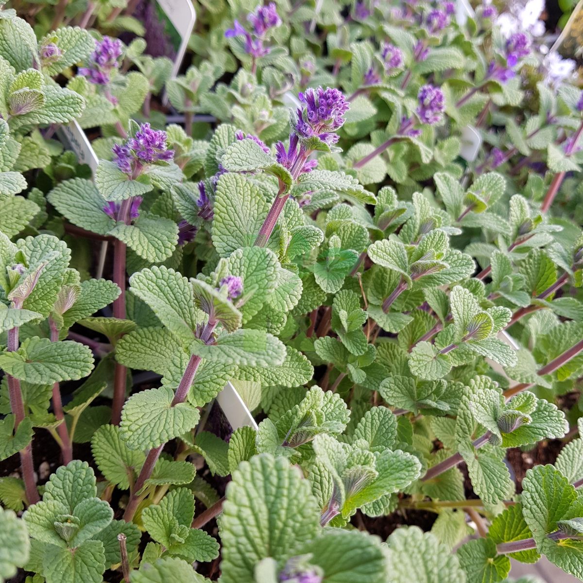 Nepeta racemosa `Grog` (Kocimiętka)