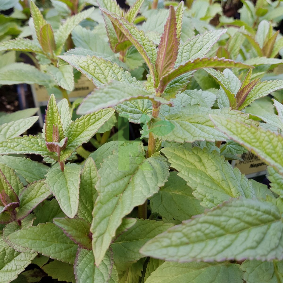 Nepeta sibirica (Kocimiętka syberyjska)