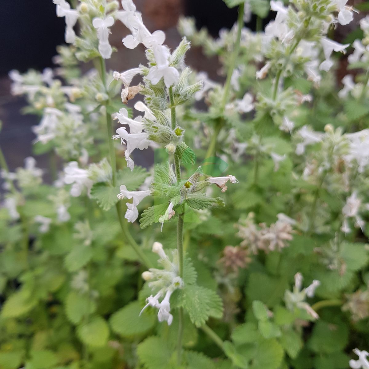 Nepeta x faassenii `Snowflake` (Kocimiętka Faassena)