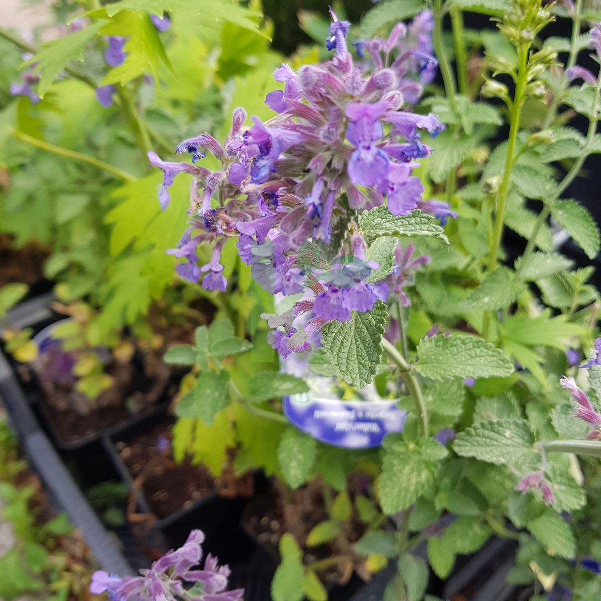 Nepeta x faassenii `Walker's Low` (Kocimiętka Faassena)