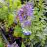 Nepeta x faassenii `Walker's Low` (Kocimiętka Faassena)