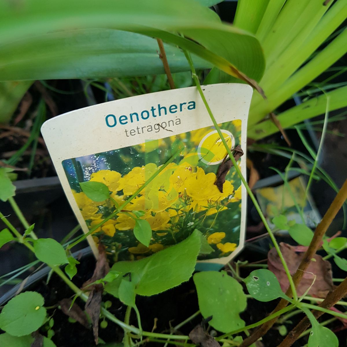 Oenothera tetragona (Wiesiołek czworokątny)