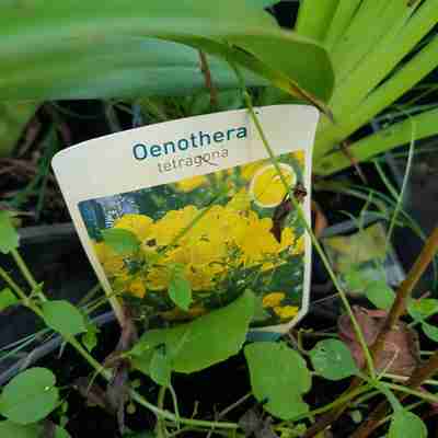 Oenothera tetragona (Wiesiołek czworokątny)