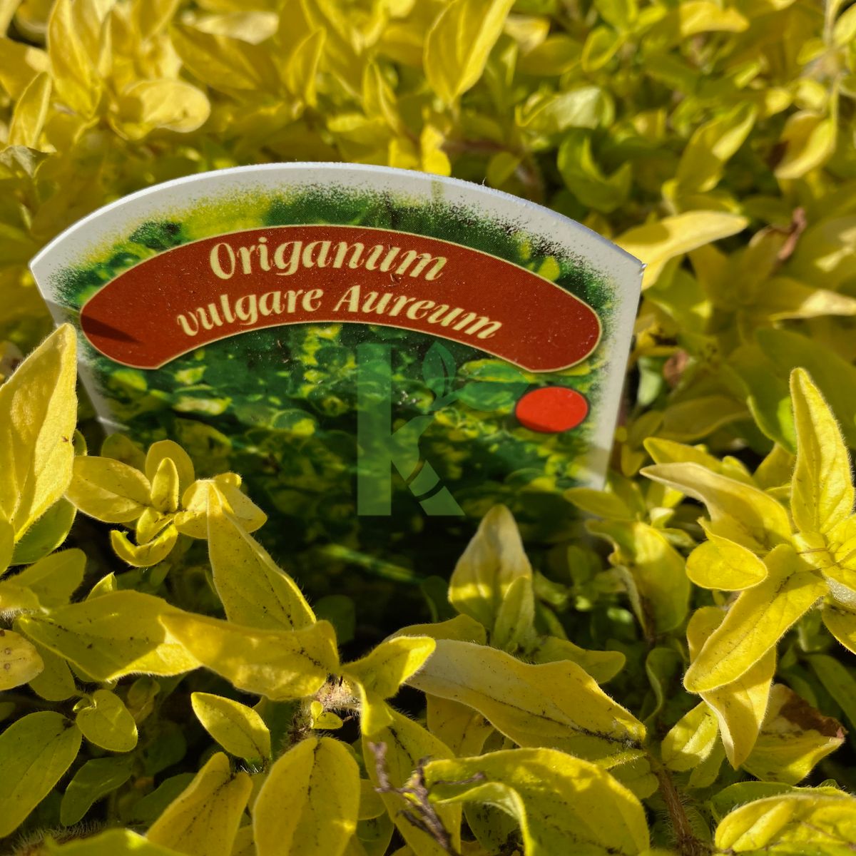 Origanum vulgare `Aureum` (Lebiodka pospolita)