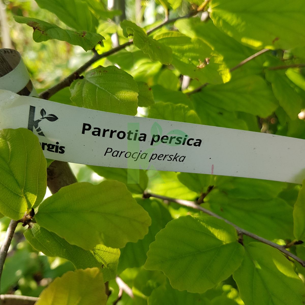 Parrotia persica (Parocja perska)