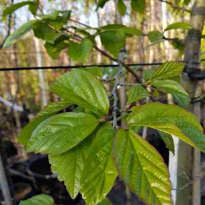 Parrotia persica `Vanessa` (Parocja perska)