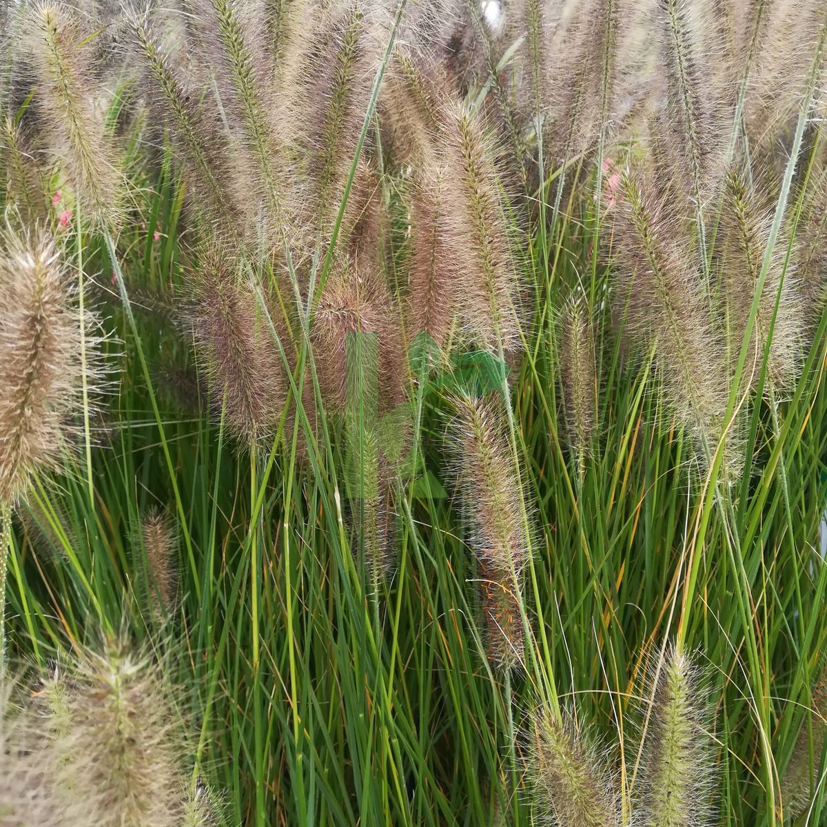 Pennisetum alopecuroides (Rozplenica japońska)