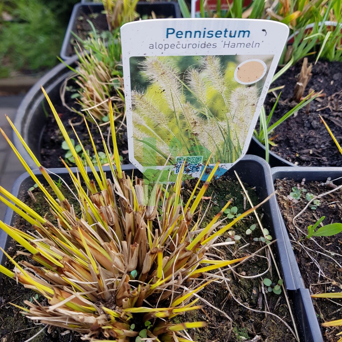 Pennisetum alopecuroides `Hameln` (Rozplenica japońska)