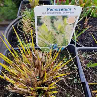 Pennisetum alopecuroides `Hameln` (Rozplenica japońska)