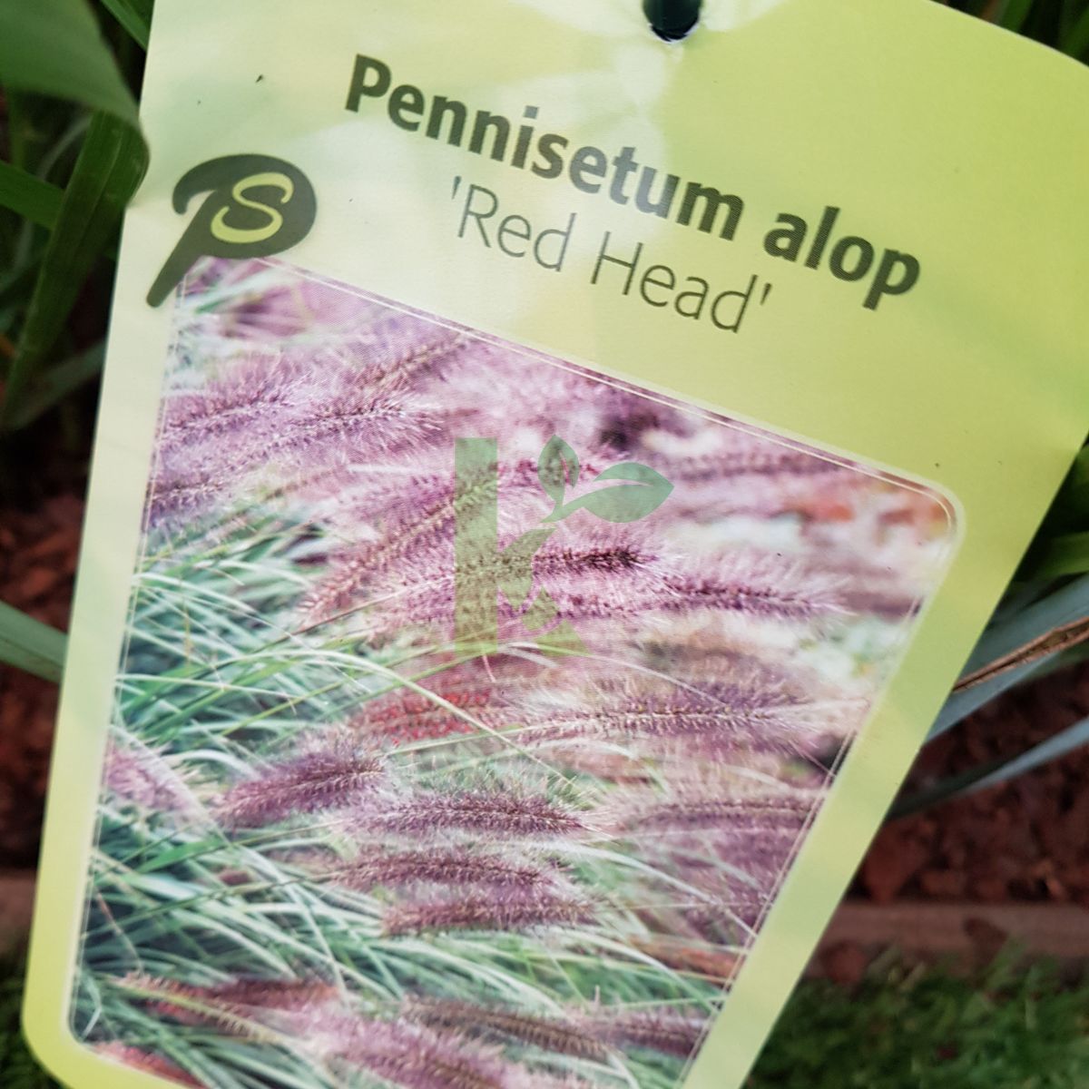 Pennisetum alopecuroides `Red Head` (Rozplenica japońska)