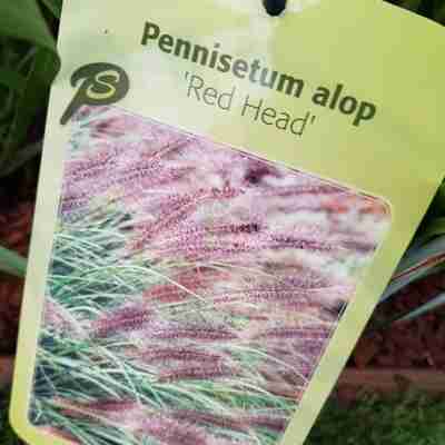 Pennisetum alopecuroides `Red Head` (Rozplenica japońska)