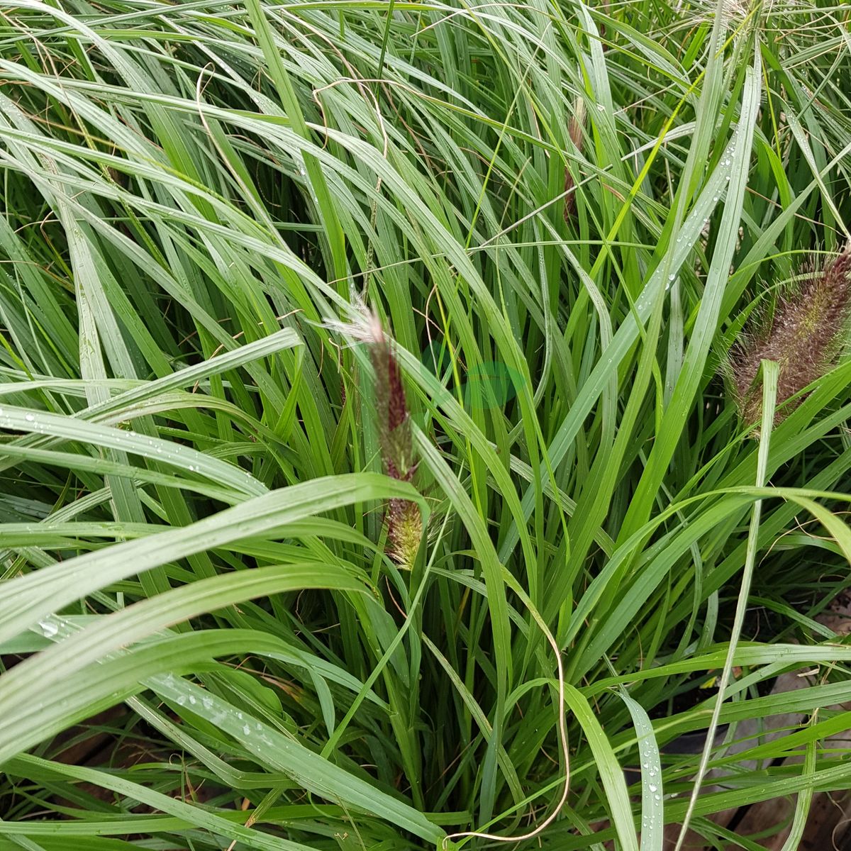 Pennisetum alopecuroides `Viridescens` (Rozplenica japońska)