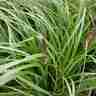 Pennisetum alopecuroides `Viridescens` (Rozplenica japońska)